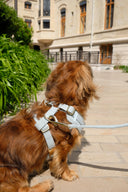 TWEED HARNESS | AZURE BLUE