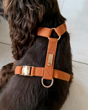 Vue de haut d'un cocker spaniel qui porte un harnais pour chien en coton, de forme Y, et de couleur orange, avec des finition dorée. 