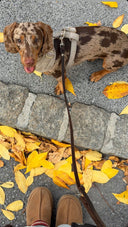 Teckel assis, photographié en plongé, portant un harnais en forme de Y pour chien beige en tweed à tissage chevron en coton.