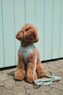 Caniche assis de face devant un mur bleu, portant un harnais pour chien en forme de Y, en coton et tweed en tissage chevron bleu.