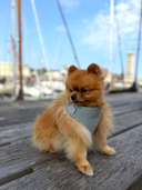 Chien spitz assis de profil portant un harnais pour chien bleu en coton en motif chevron tweed.