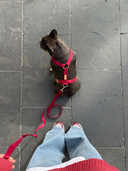 Chien assis au sol, tenu en laisse par une femme portant un jean et un pull rouge. Il porte un harnais pour chien bordeaux en coton, de forme en Y, photographié en plongée.