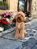 Caniche portant un harnais pour chien ivoire en coton et de forme Y, assis devant des fleur, photographié de face.