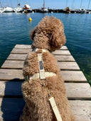 Caniche portant un harnais pour chien ivoire en coton et de forme Y, assis devant la mer.