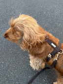 Chien de race cocker debout sur le sol photographié de haut, équipé d'un harnais pour chien en coton couleur chocolat avec finitions dorées.