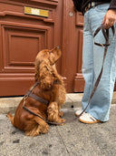 Cocker assis regardant son maître, tenu en laisse et portant un harnais pour chien en coton couleur chocolat, de forme en Y, photographié de profil.