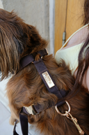 SIGNATURE HARNESS | CHOCOLATE